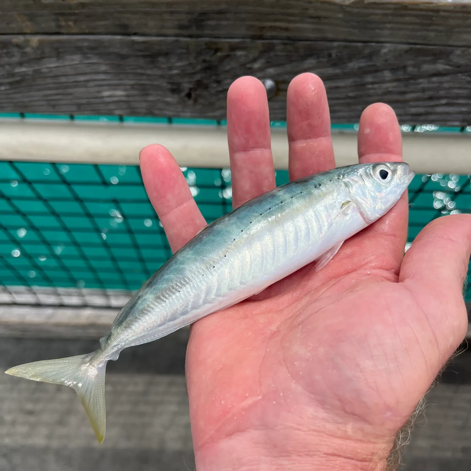The most recent Blue runner catches on Fishbrain