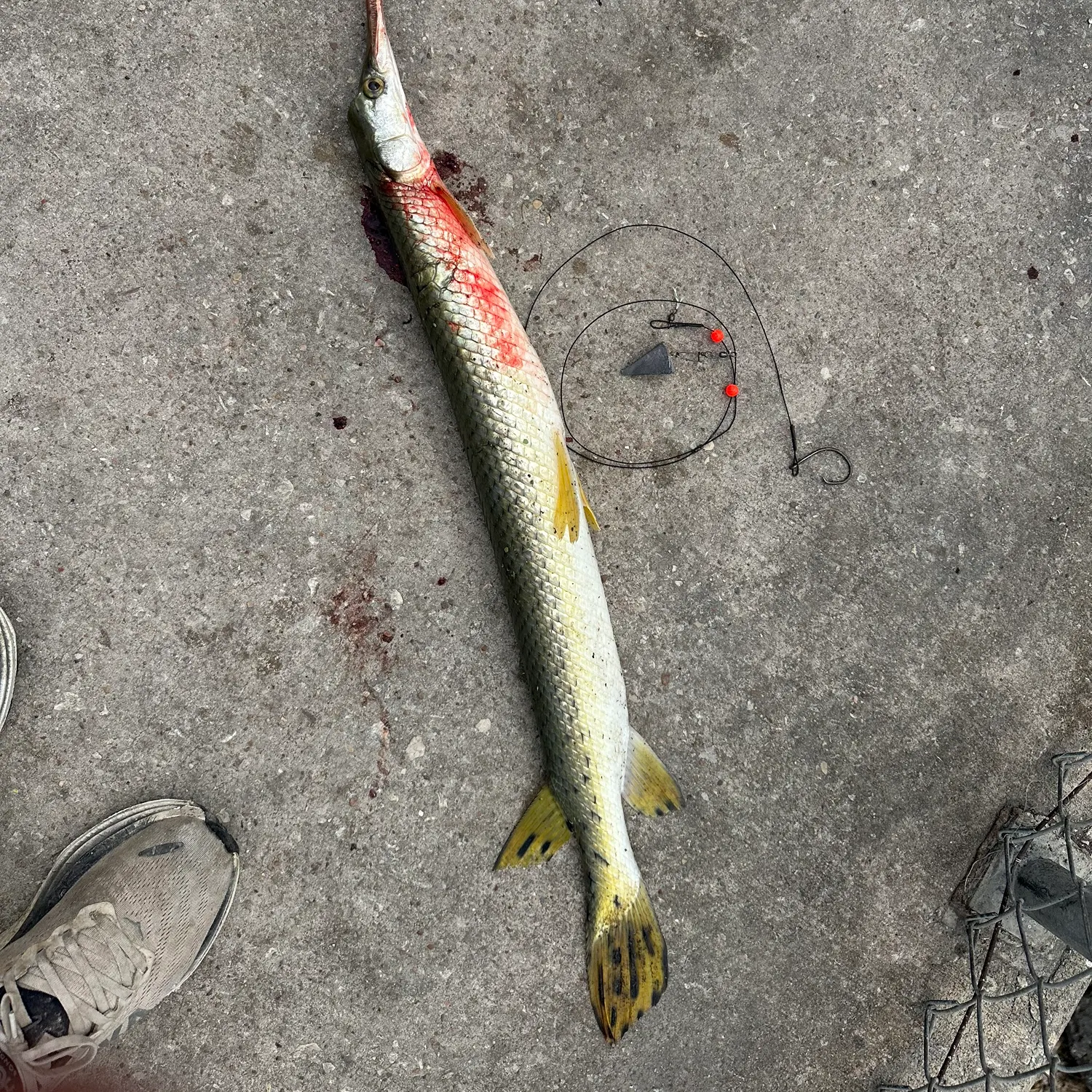 Longnose gar caught on Fishbrain
