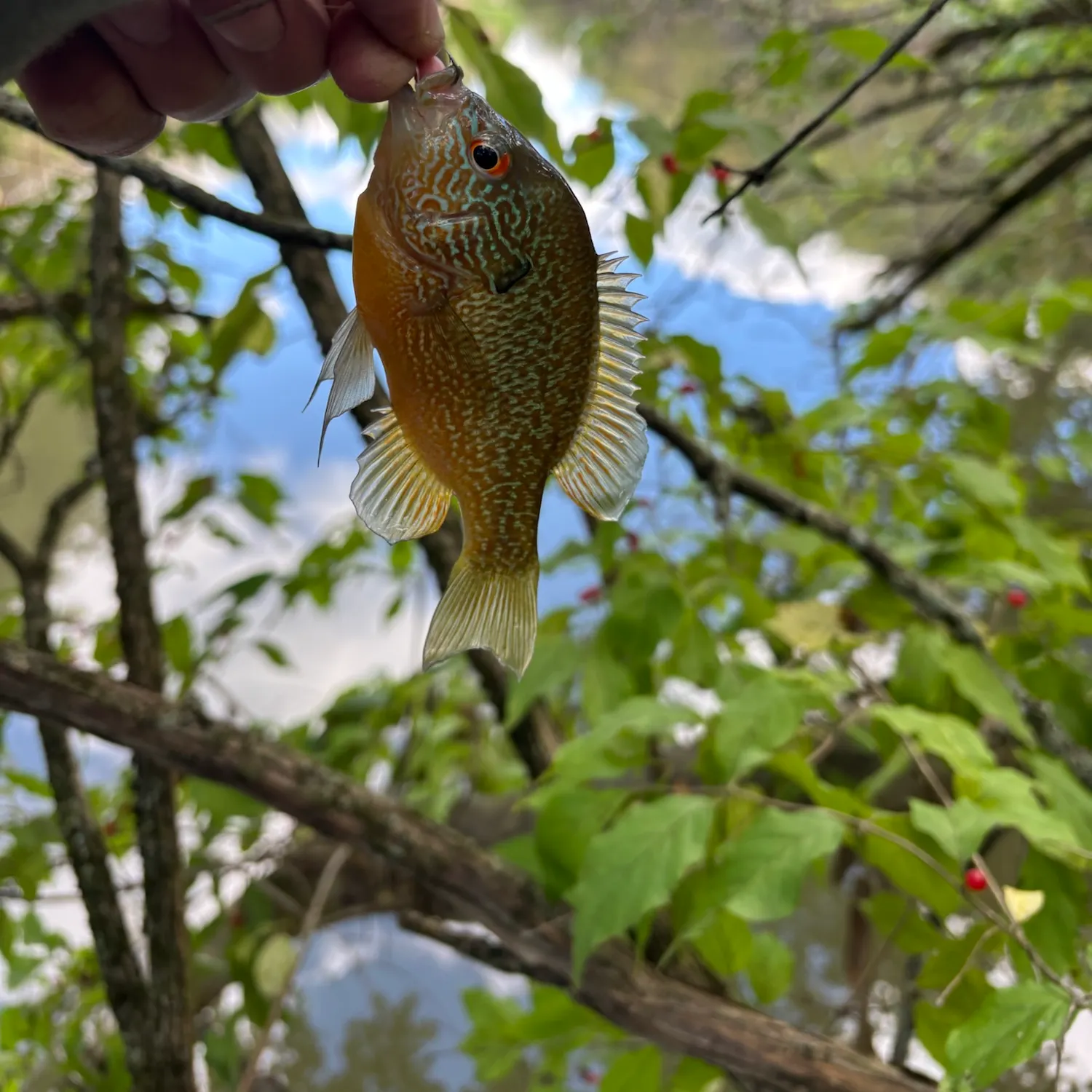 Greengill hybrid caught on Fishbrain