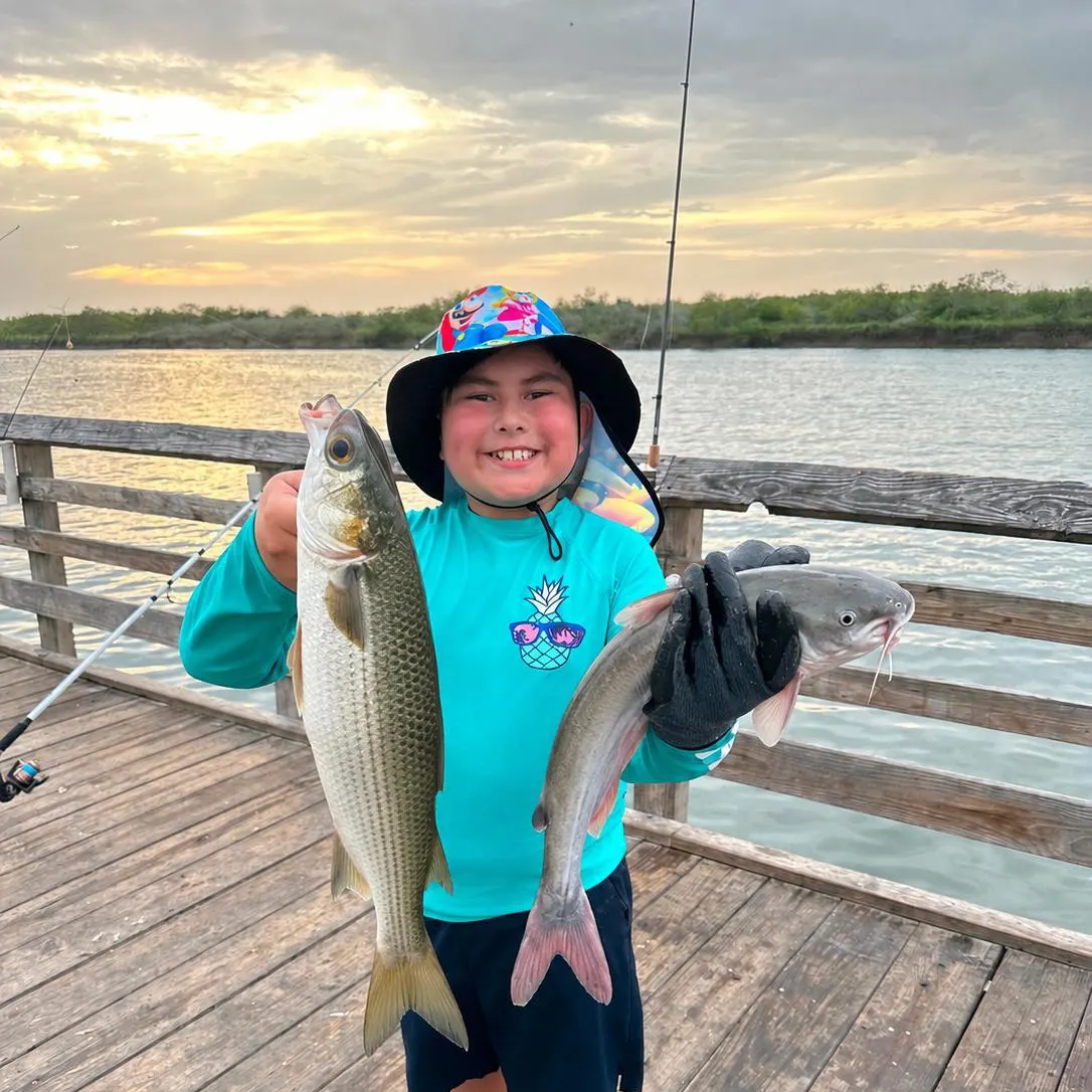 The most recent Striped mullet catches on Fishbrain