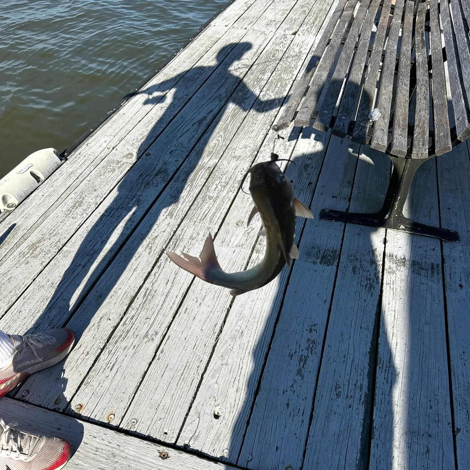 Channel catfish caught on Fishbrain