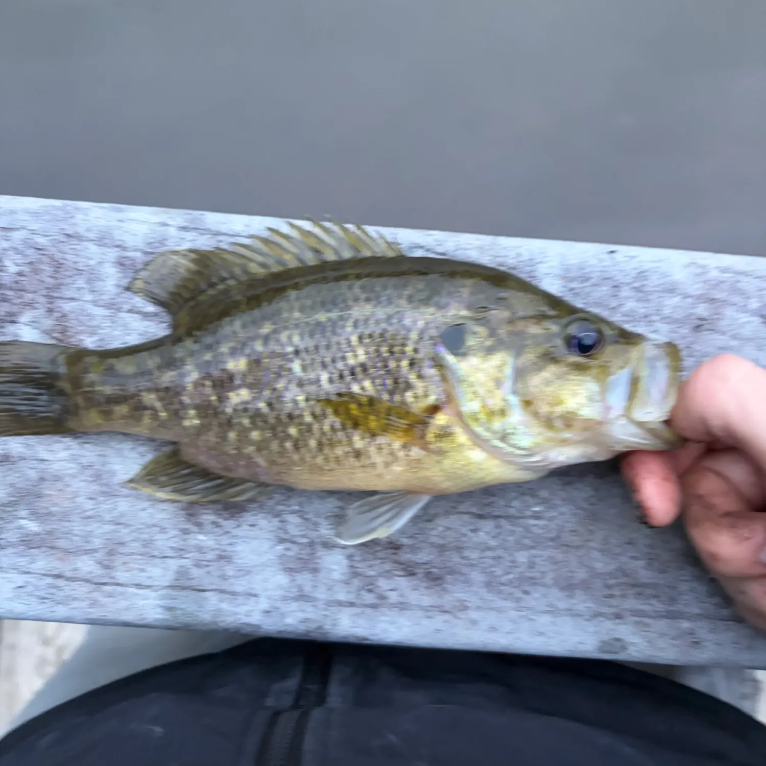 The most recent Warmouth x green sunfish catches on Fishbrain