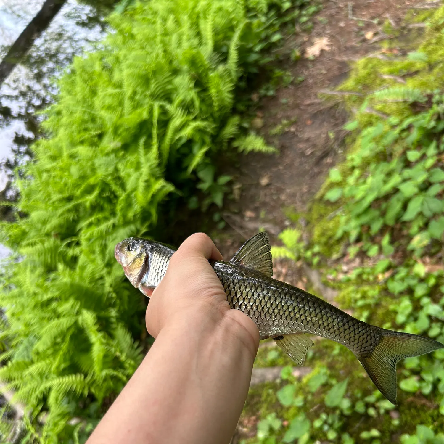 most liked catch image