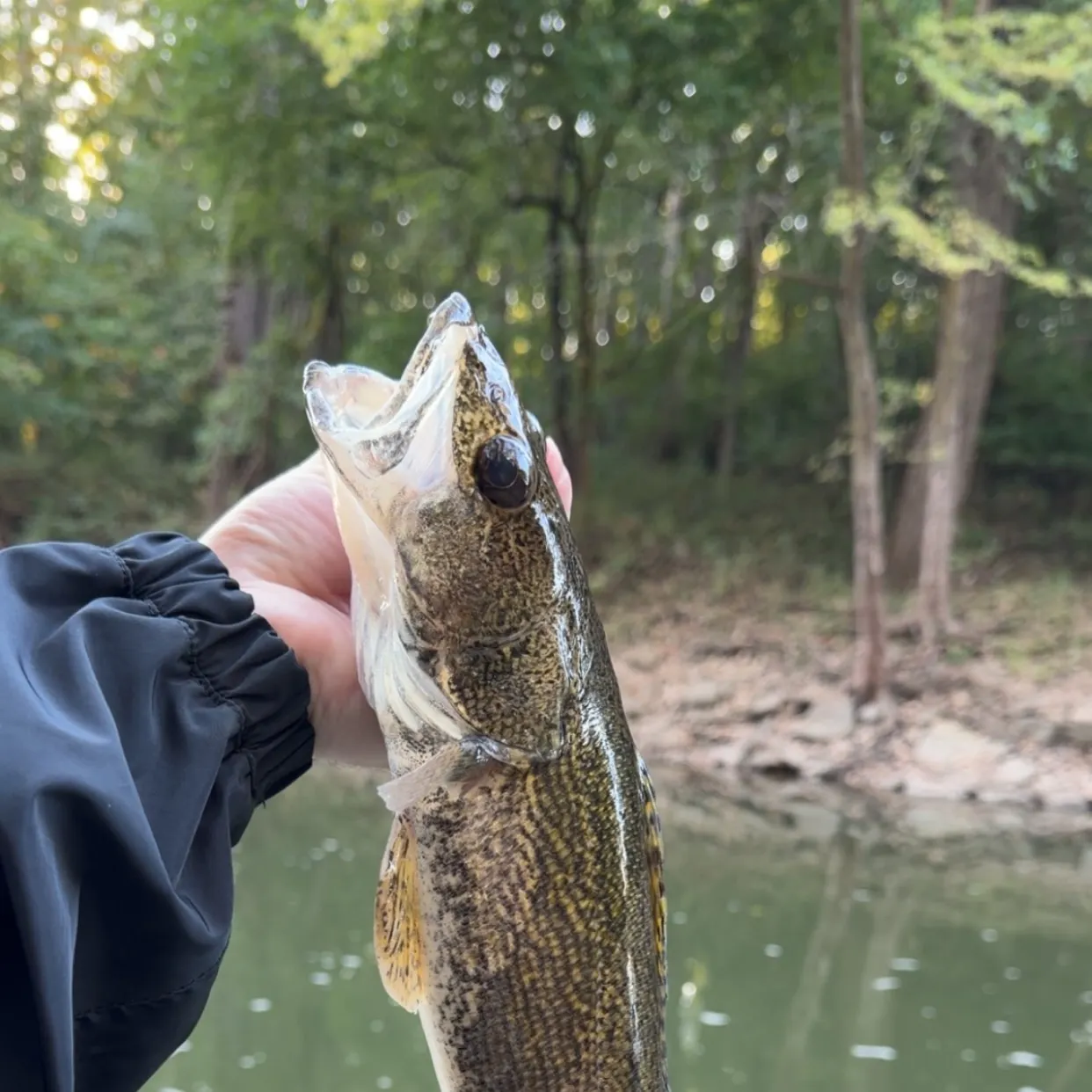 Sauger caught on Fishbrain