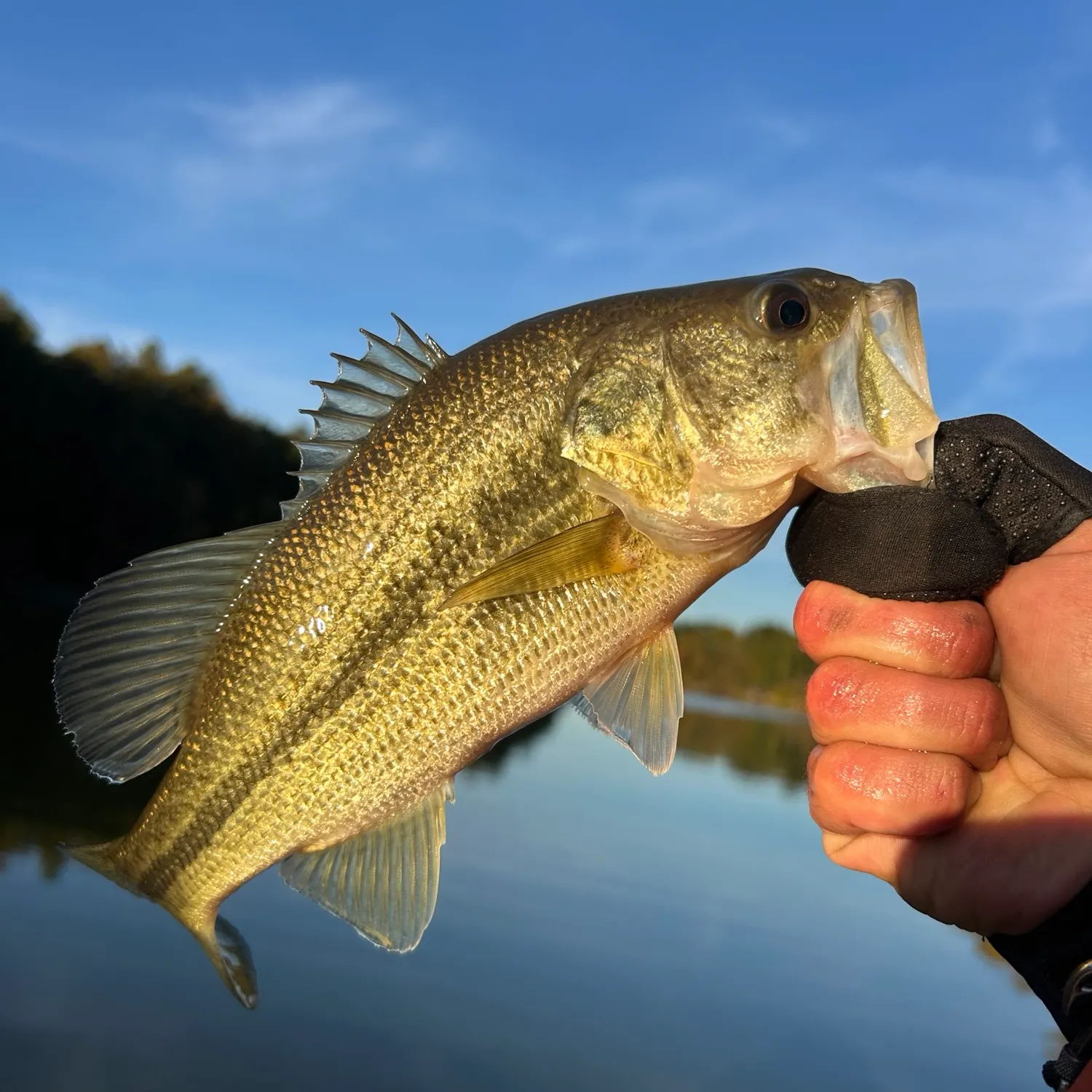Spotted bass caught on Fishbrain