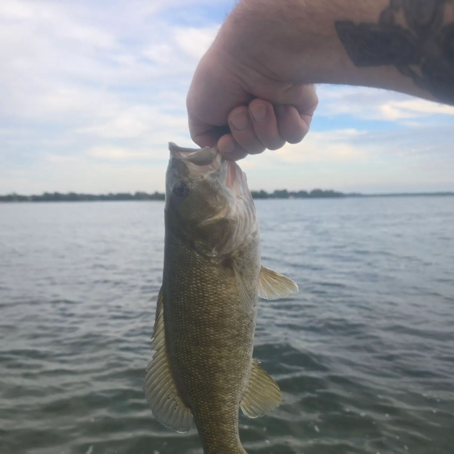 Smallmouth bass caught on Fishbrain
