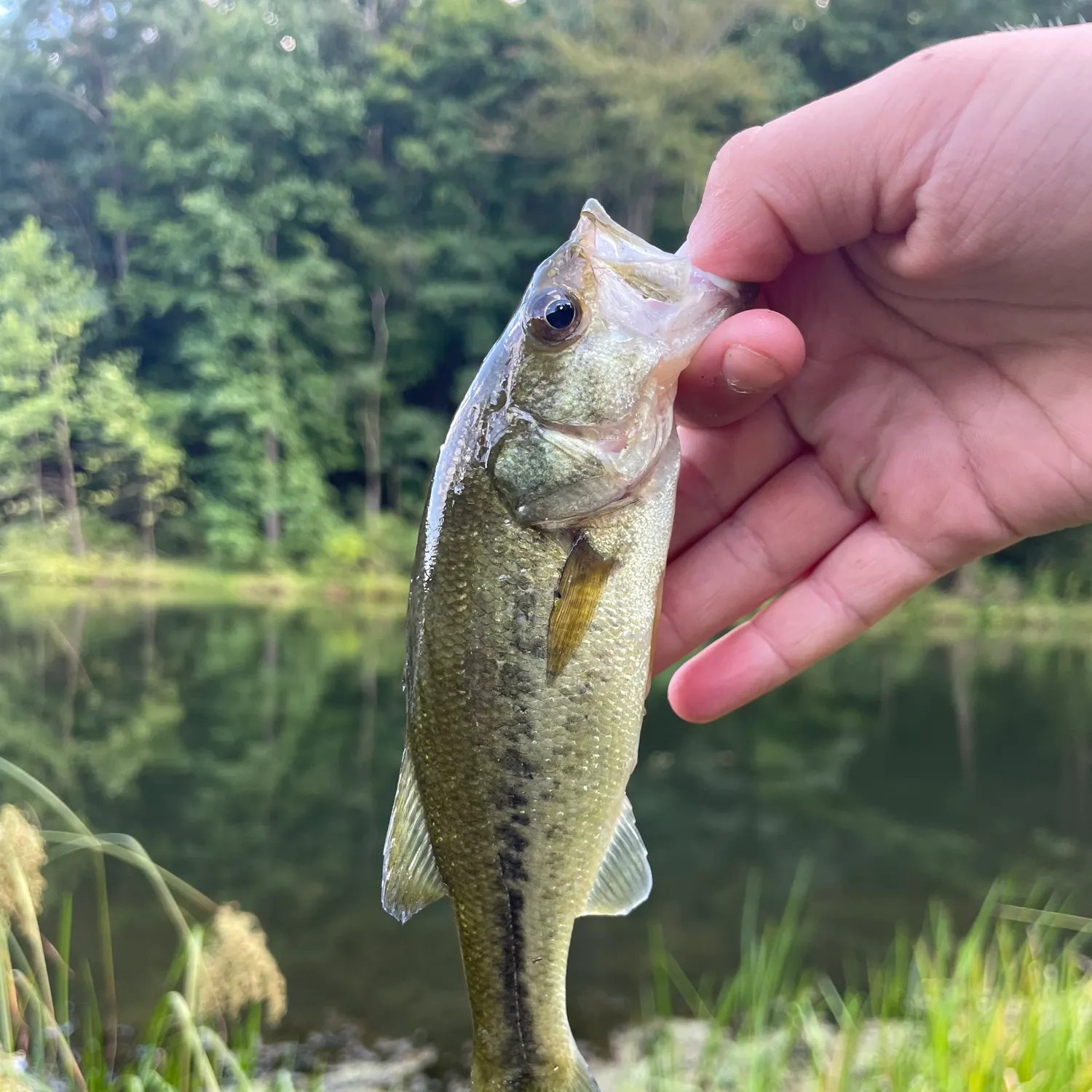 Largemouth bass caught on Fishbrain