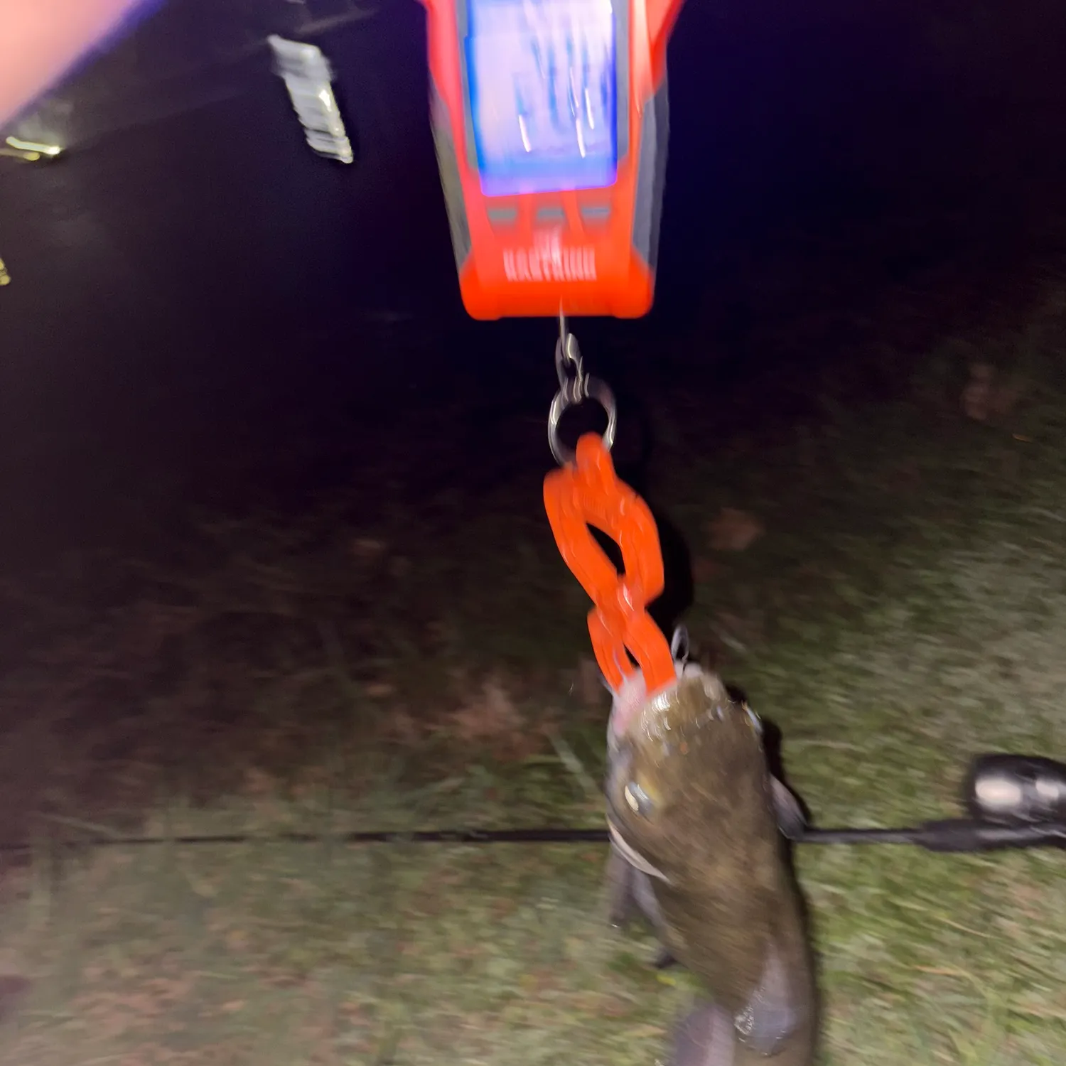 Channel catfish caught on Fishbrain