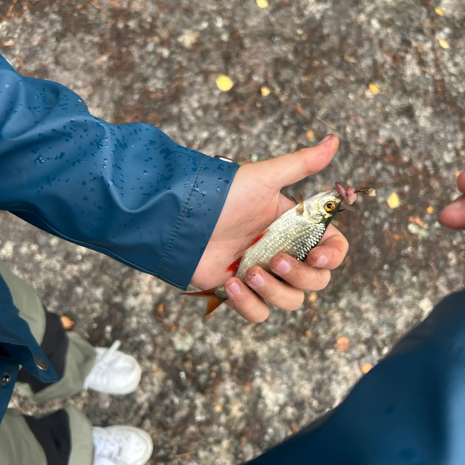 Common roach caught on Fishbrain