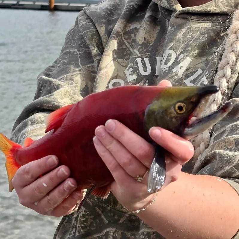 Kokanee salmon caught on Fishbrain