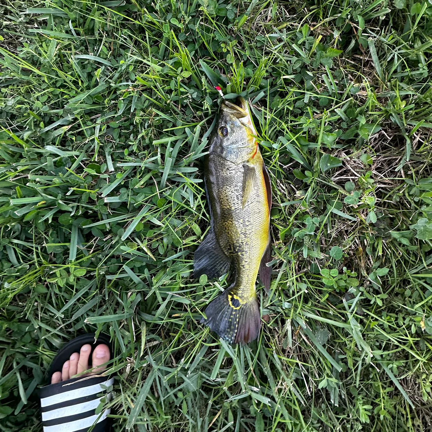 Butterfly peacock bass caught on Fishbrain
