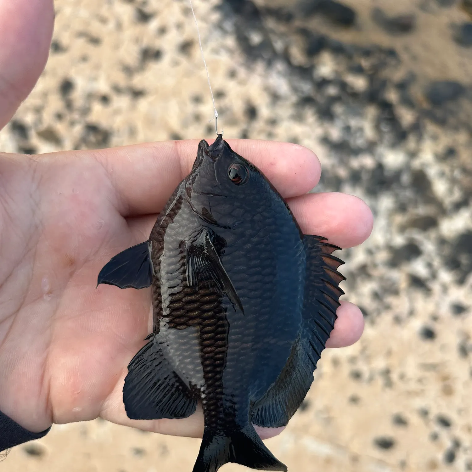 The most recent Hawaiian rock damselfish catches on Fishbrain