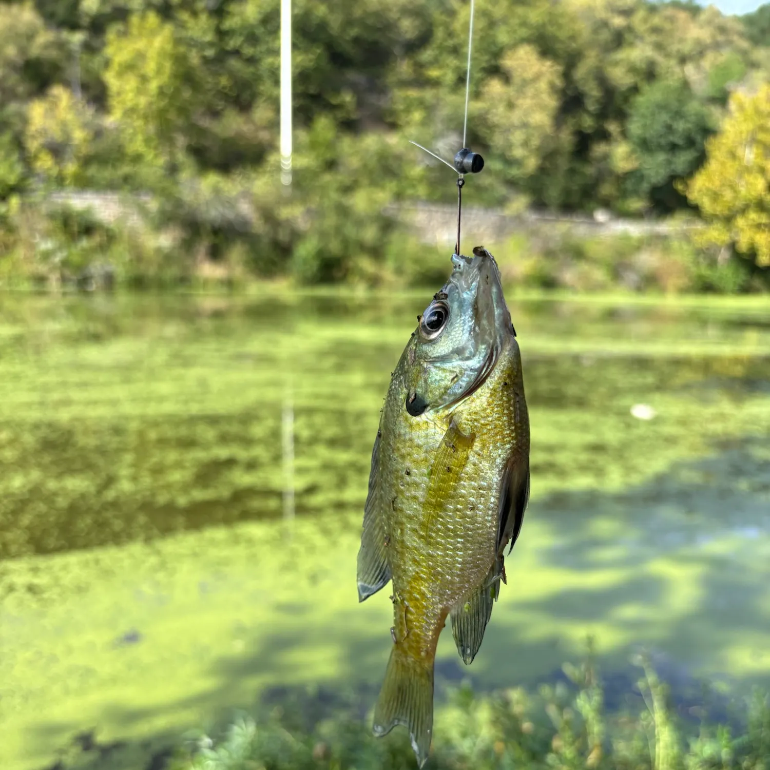 Bluegill caught on Fishbrain