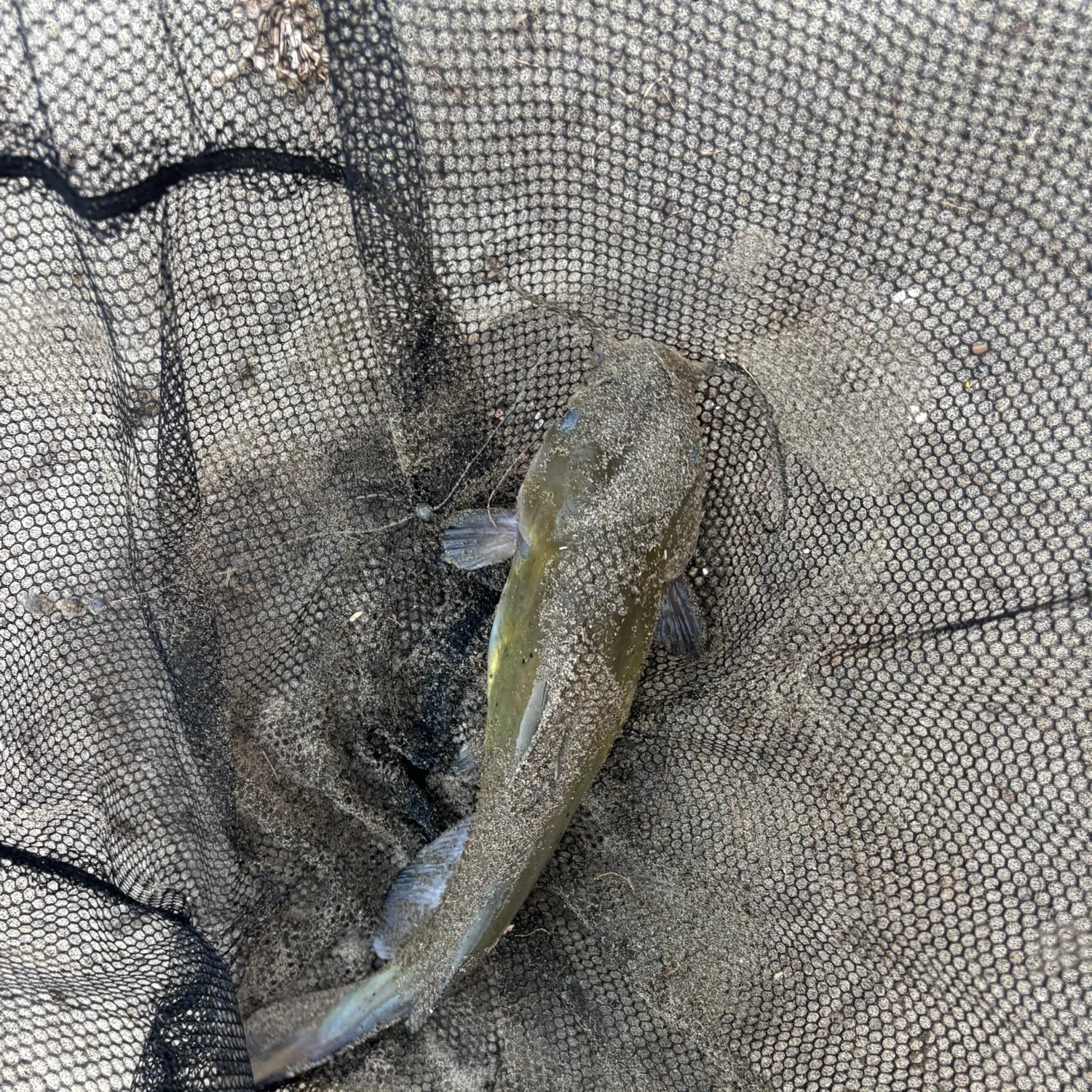 Black bullhead caught on Fishbrain