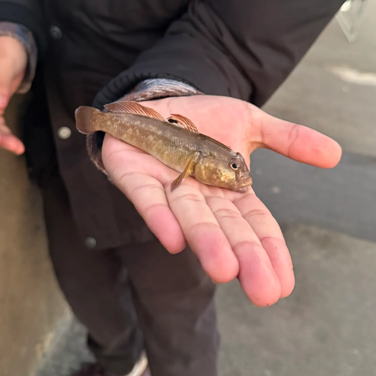 Round goby caught on Fishbrain