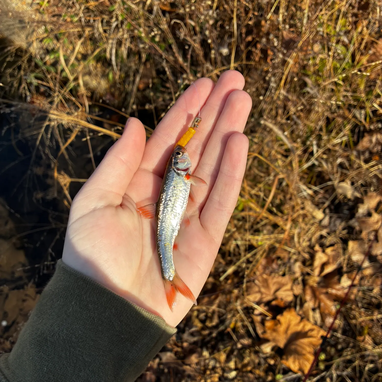 The most recent Red shiner catches on Fishbrain