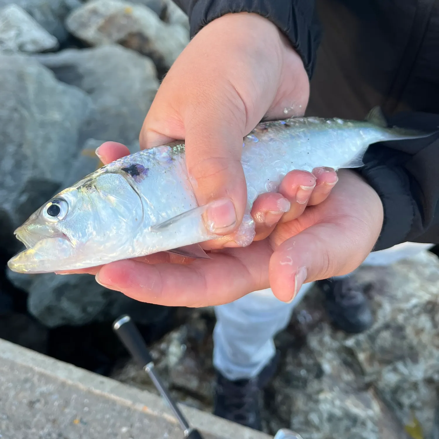 Allis shad caught on Fishbrain