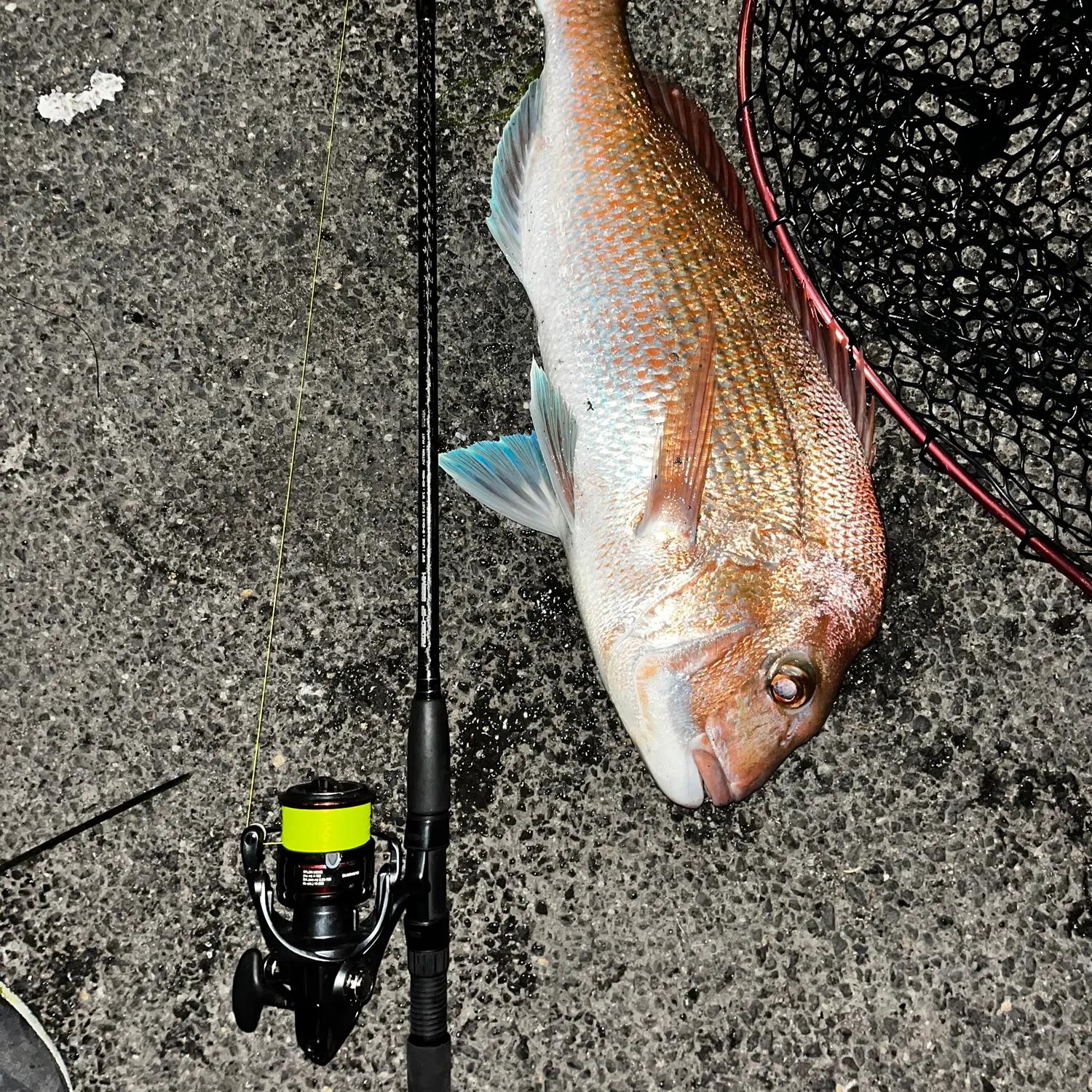 Australasian snapper caught on Fishbrain