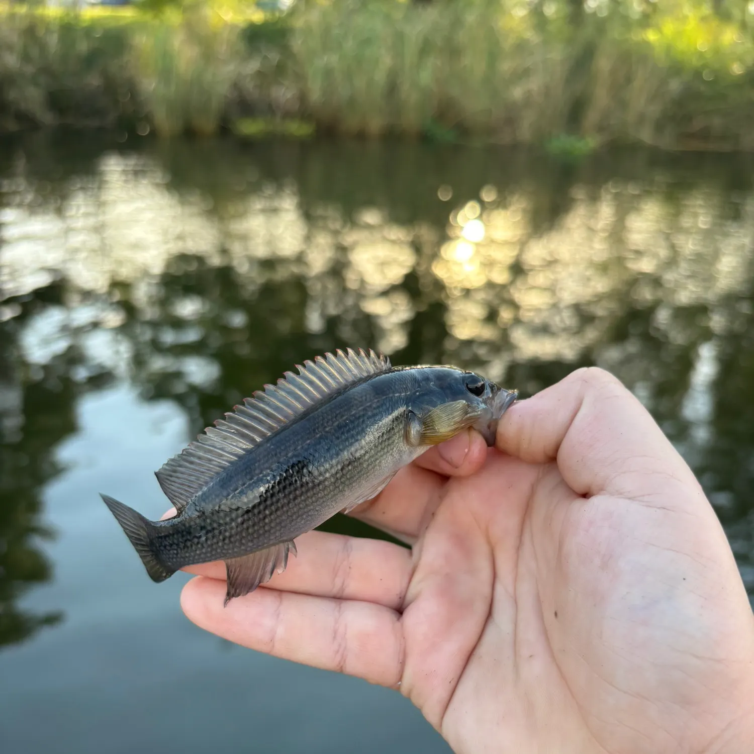 The most recent Argentinian silverside catches on Fishbrain