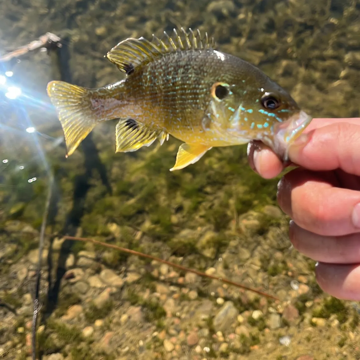 Green sunfish caught on Fishbrain
