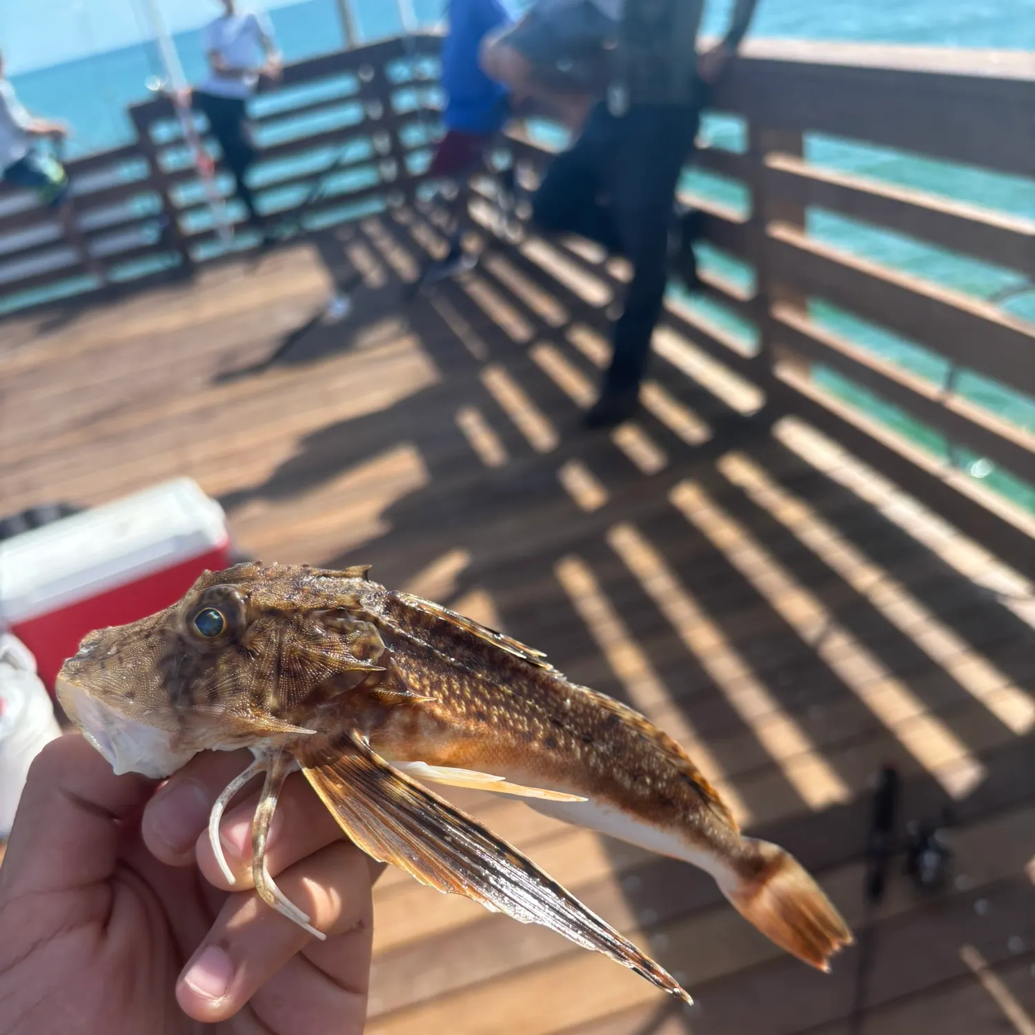 The most recent Striped searobin catches on Fishbrain