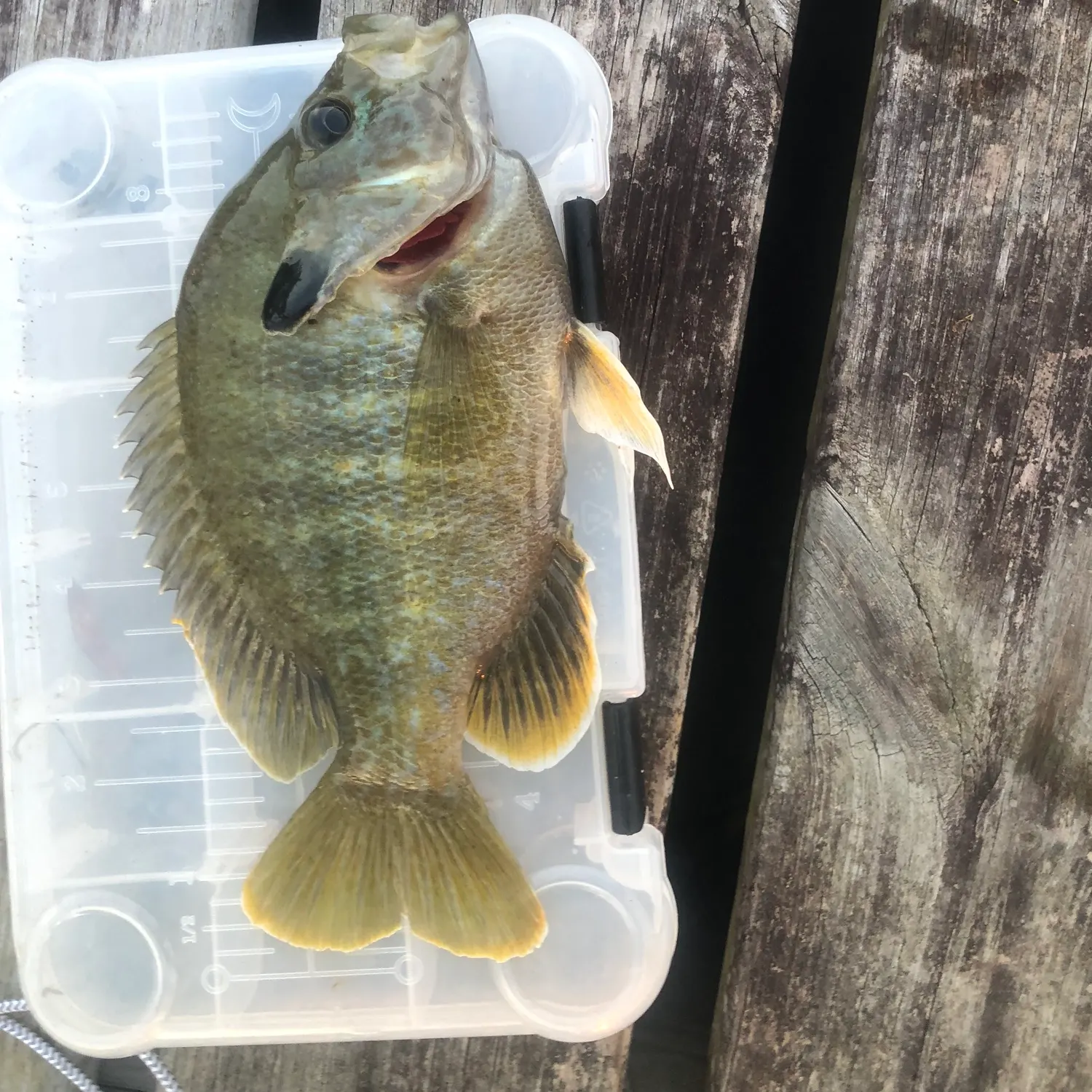 The most popular recent Bluegill x longear sunfish catch on Fishbrain