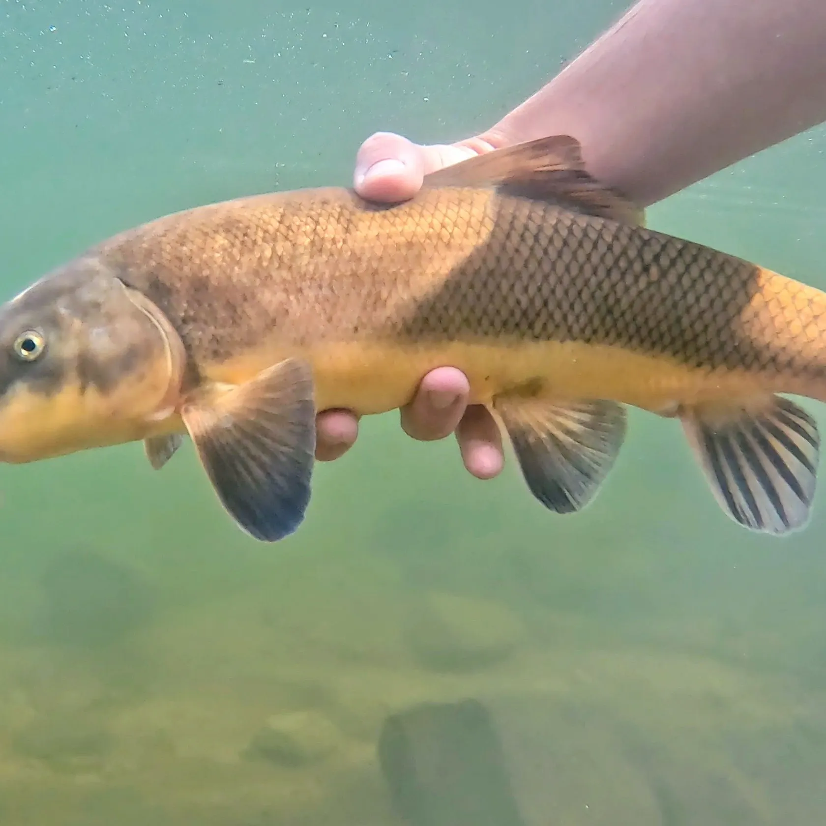 The most recent Sonora sucker catches on Fishbrain