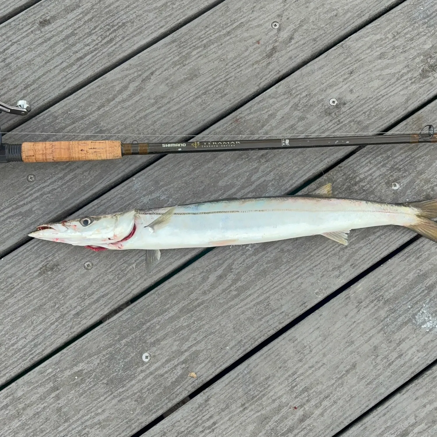 The most recent Pacific barracuda catches on Fishbrain