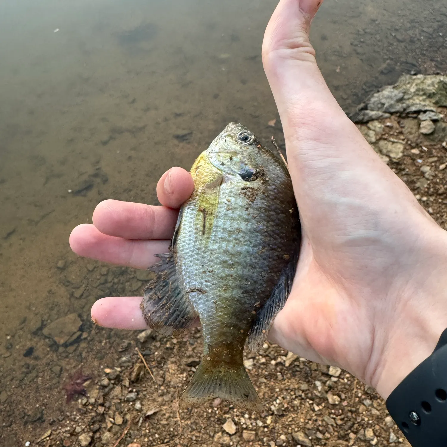 Bluegill caught on Fishbrain