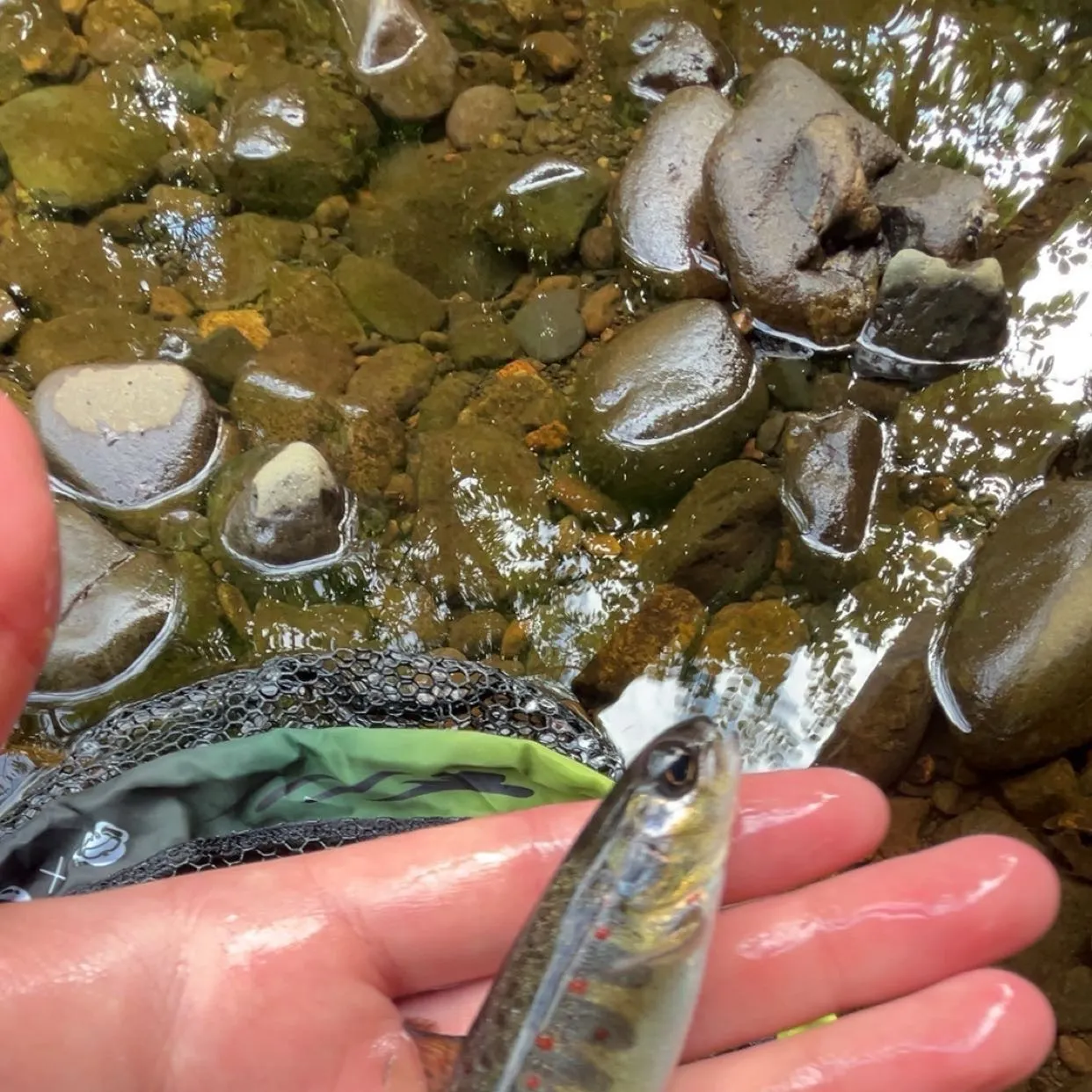 Brown trout caught on Fishbrain