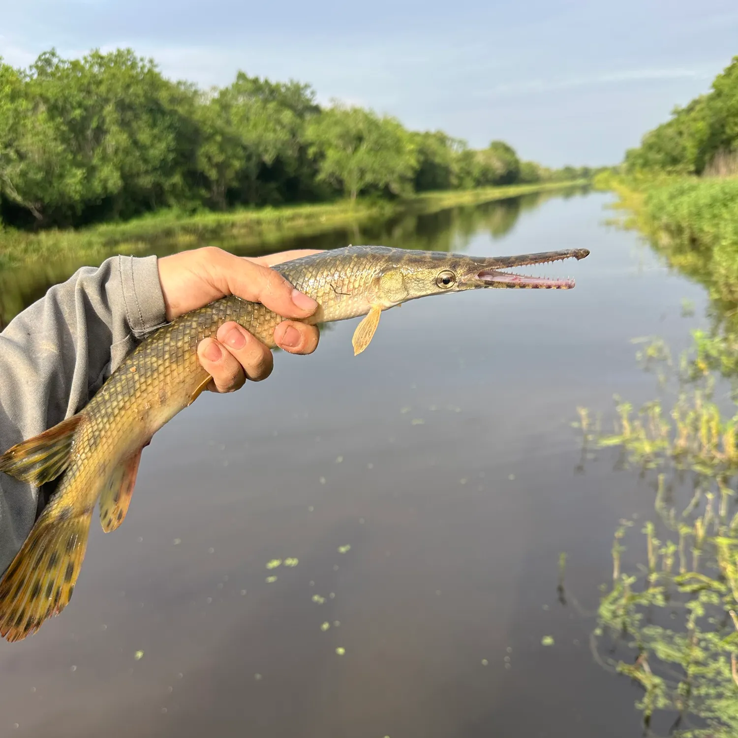 The most recent Spotted gar catches on Fishbrain