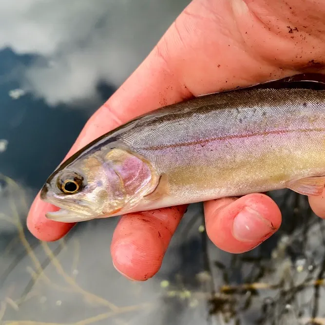 Colorado river cutthroat trout caught on Fishbrain
