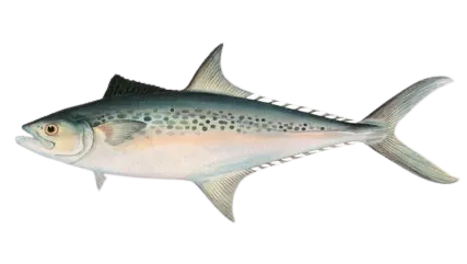 Indo-Pacific king mackerel