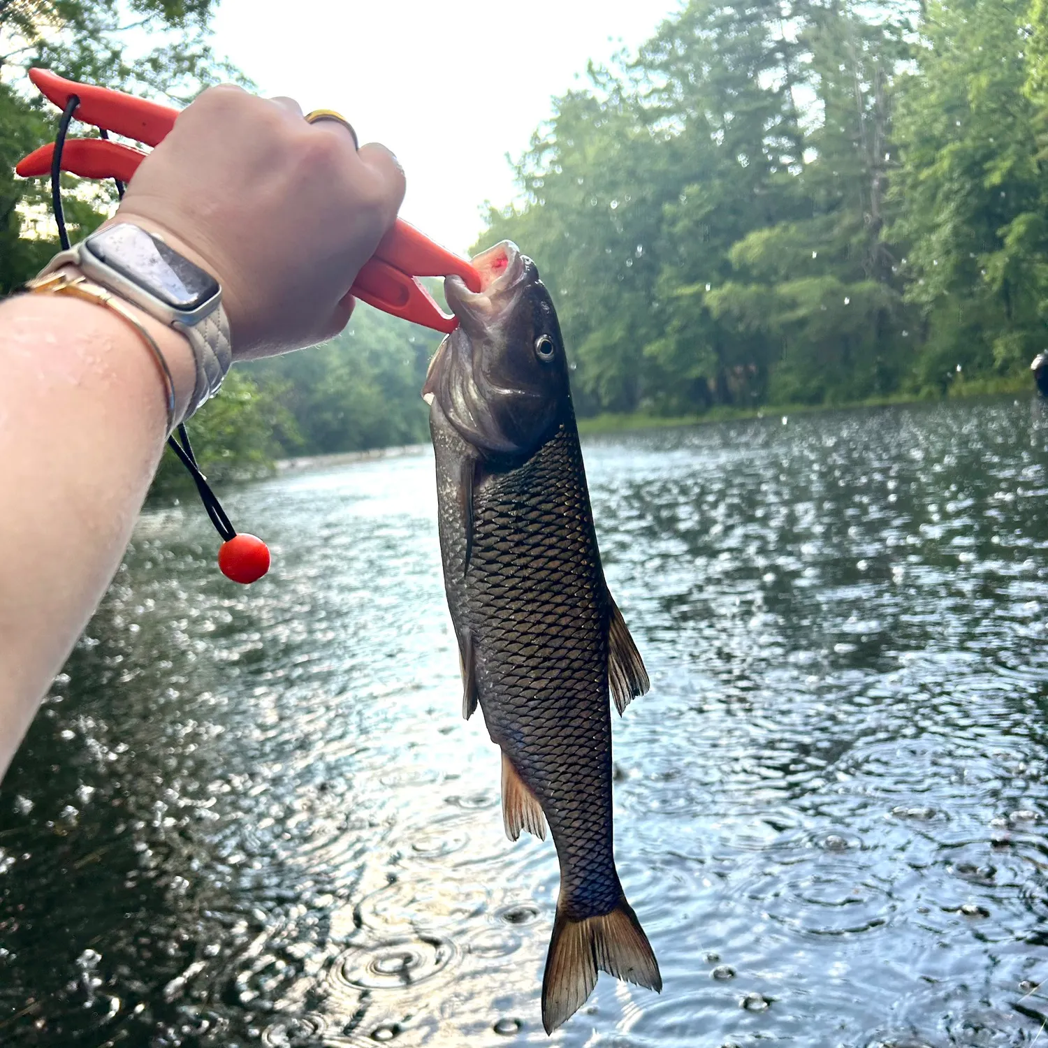 The most recent Fallfish catches on Fishbrain