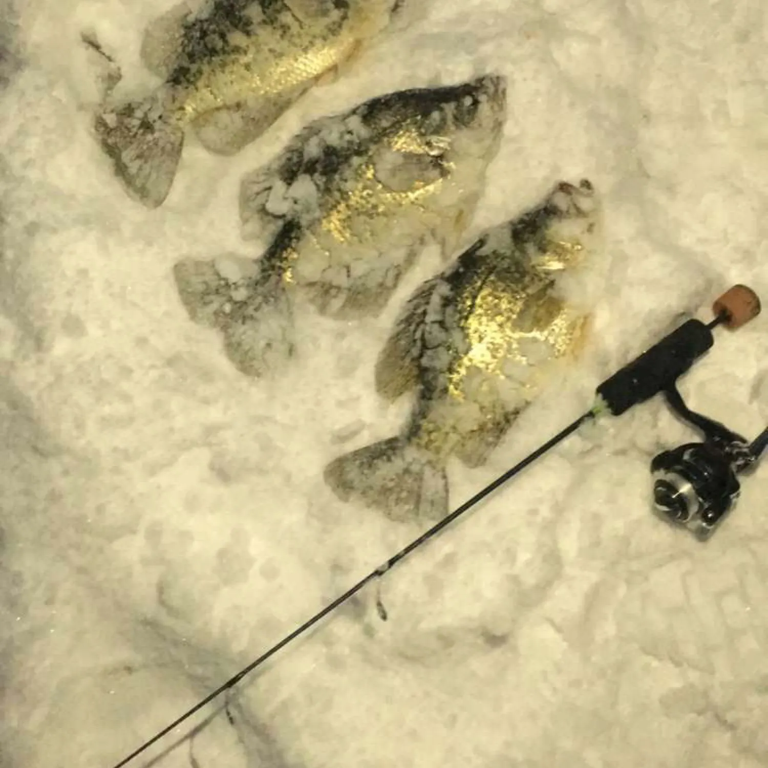 ᐅ Buck Horn Lake fishing reports🎣• Wells Bridge, NY (United States) fishing