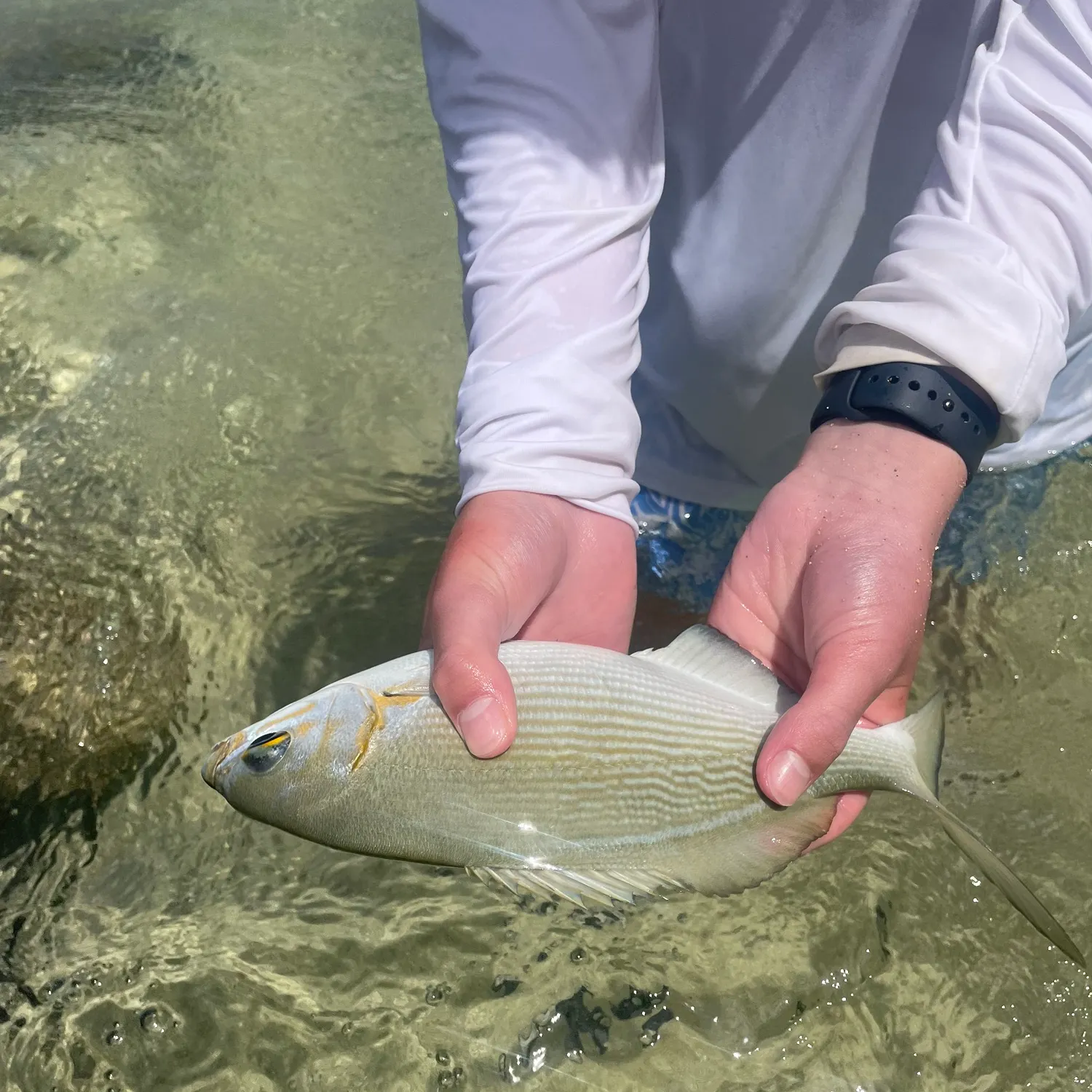 The most recent Grey sea chub catches on Fishbrain