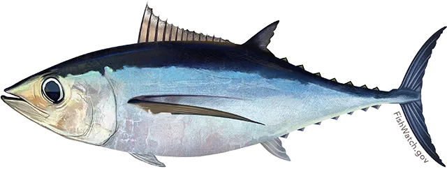 Albacore