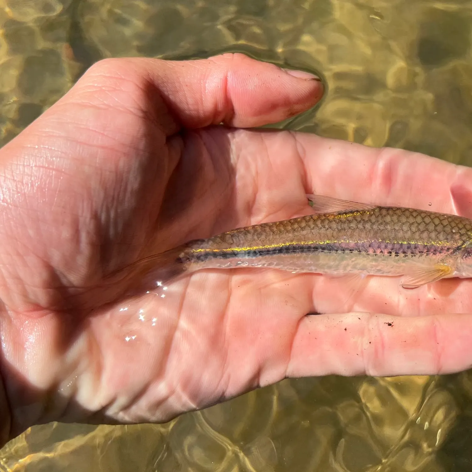 The most recent Rosyface chub catches on Fishbrain