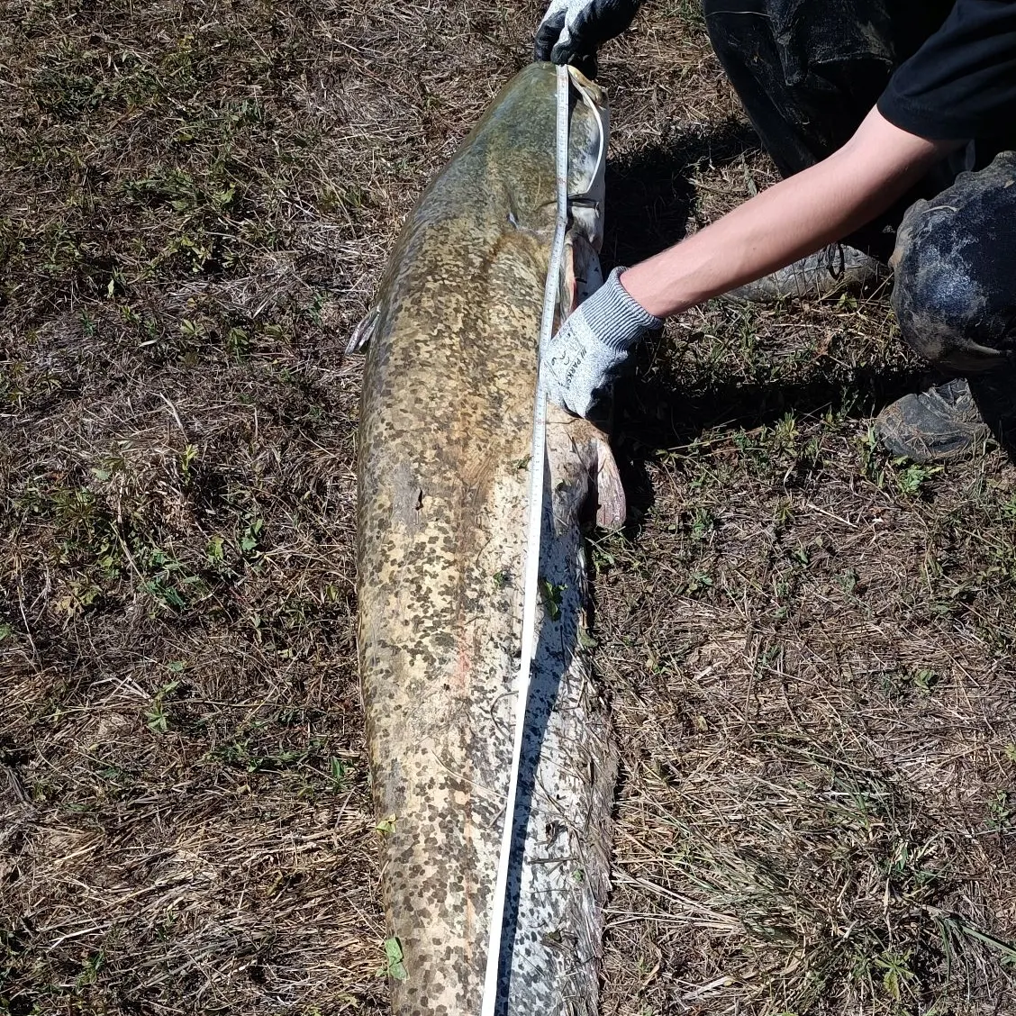 Wels catfish caught on Fishbrain