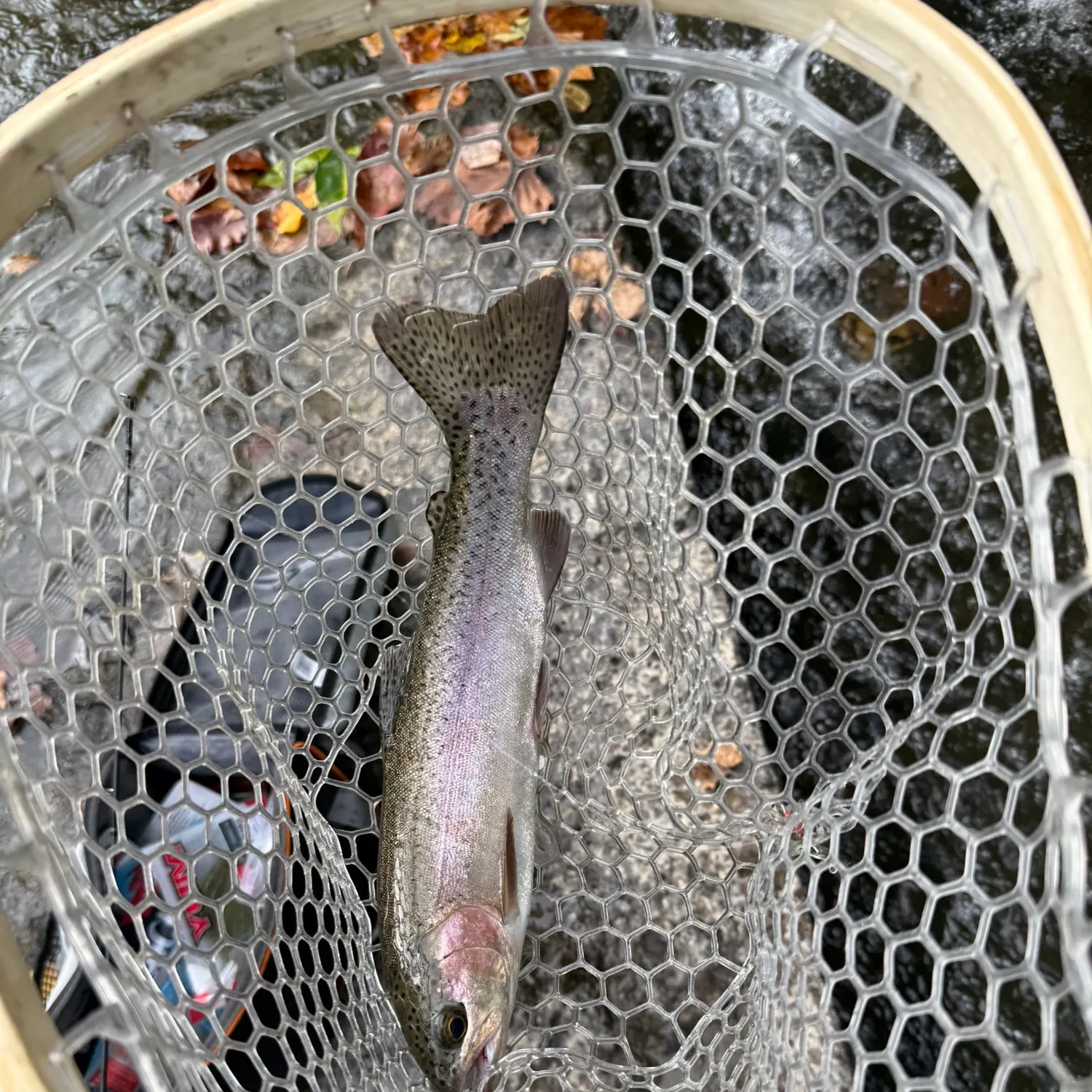 Rainbow trout caught on Fishbrain