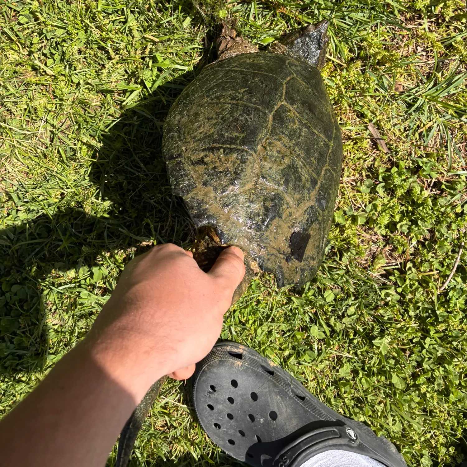 The most recent Common snapping turtle catches on Fishbrain