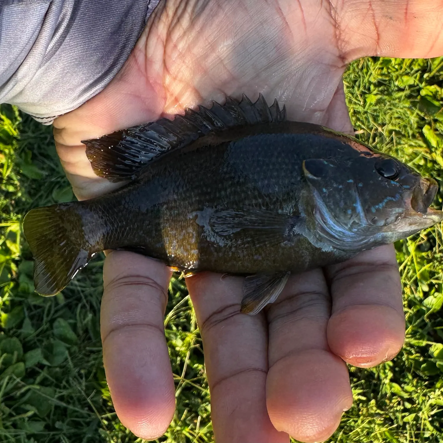 Green sunfish caught on Fishbrain
