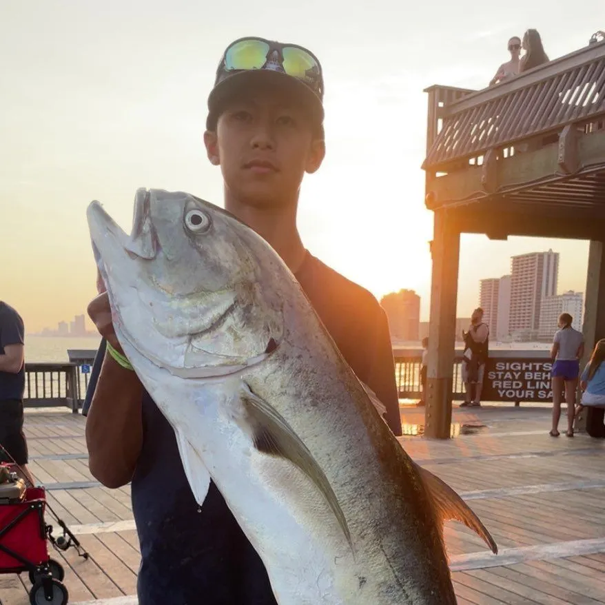 The most recent Crevalle jack catches on Fishbrain