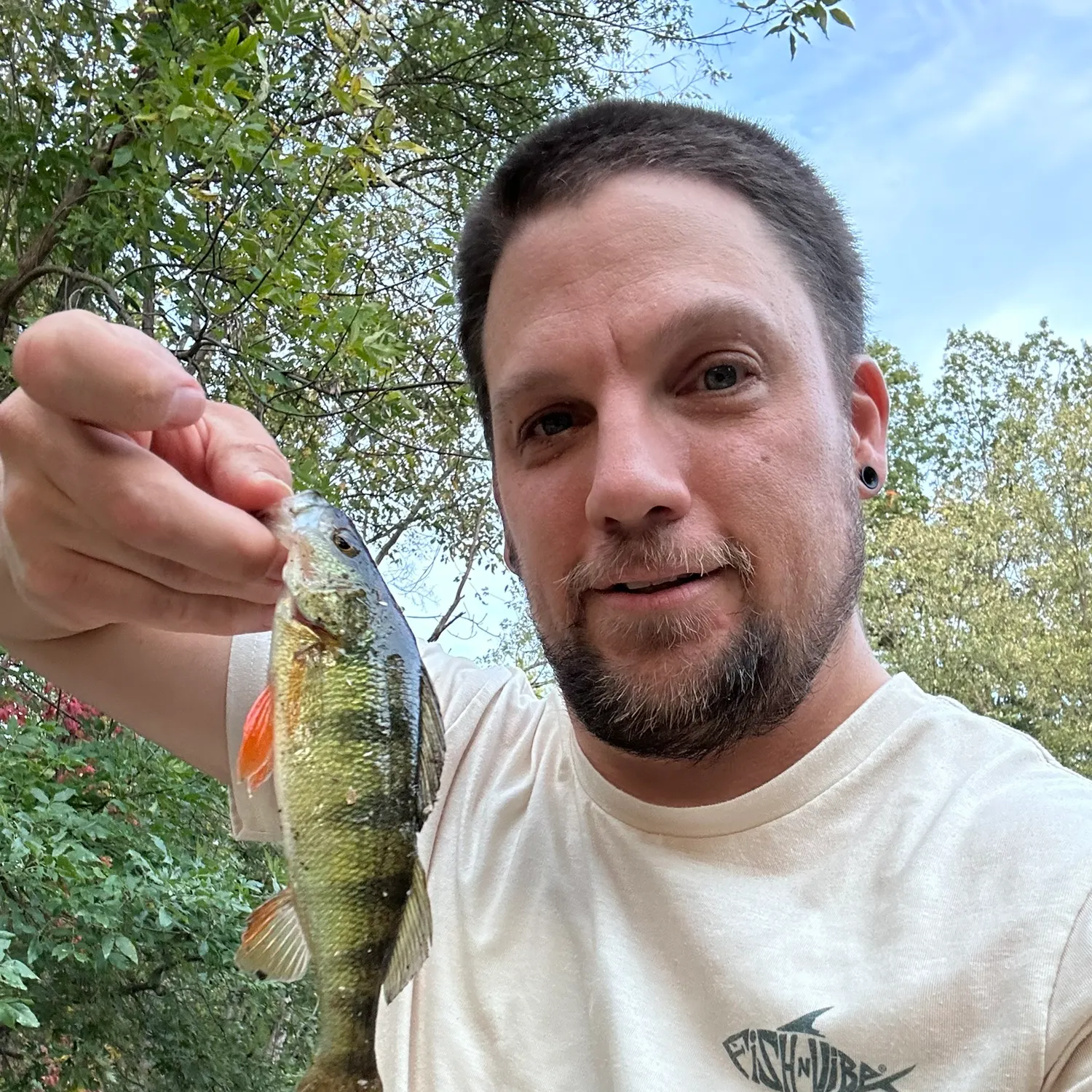 Yellow perch caught on Fishbrain