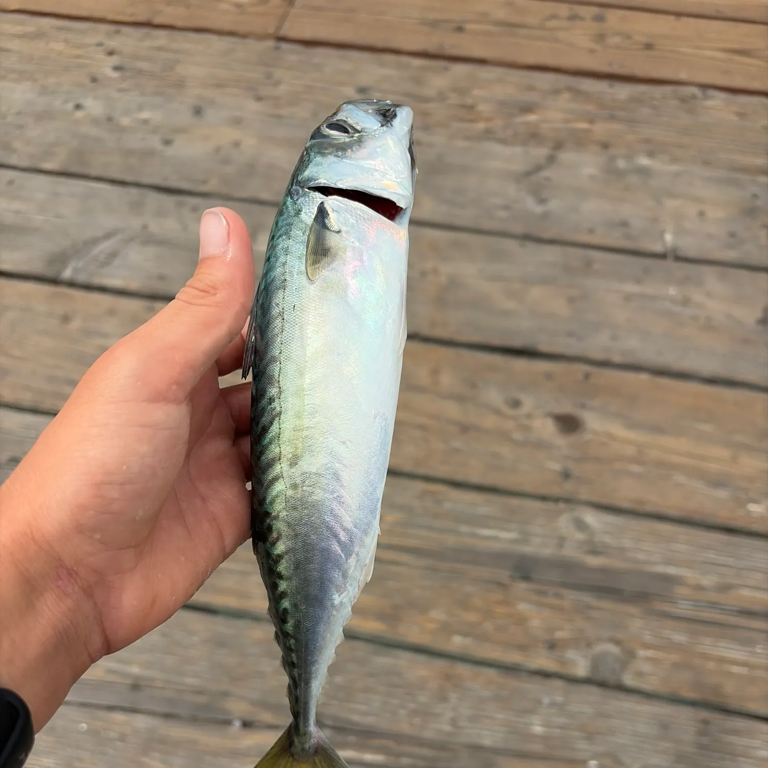 Pacific chub mackerel caught on Fishbrain