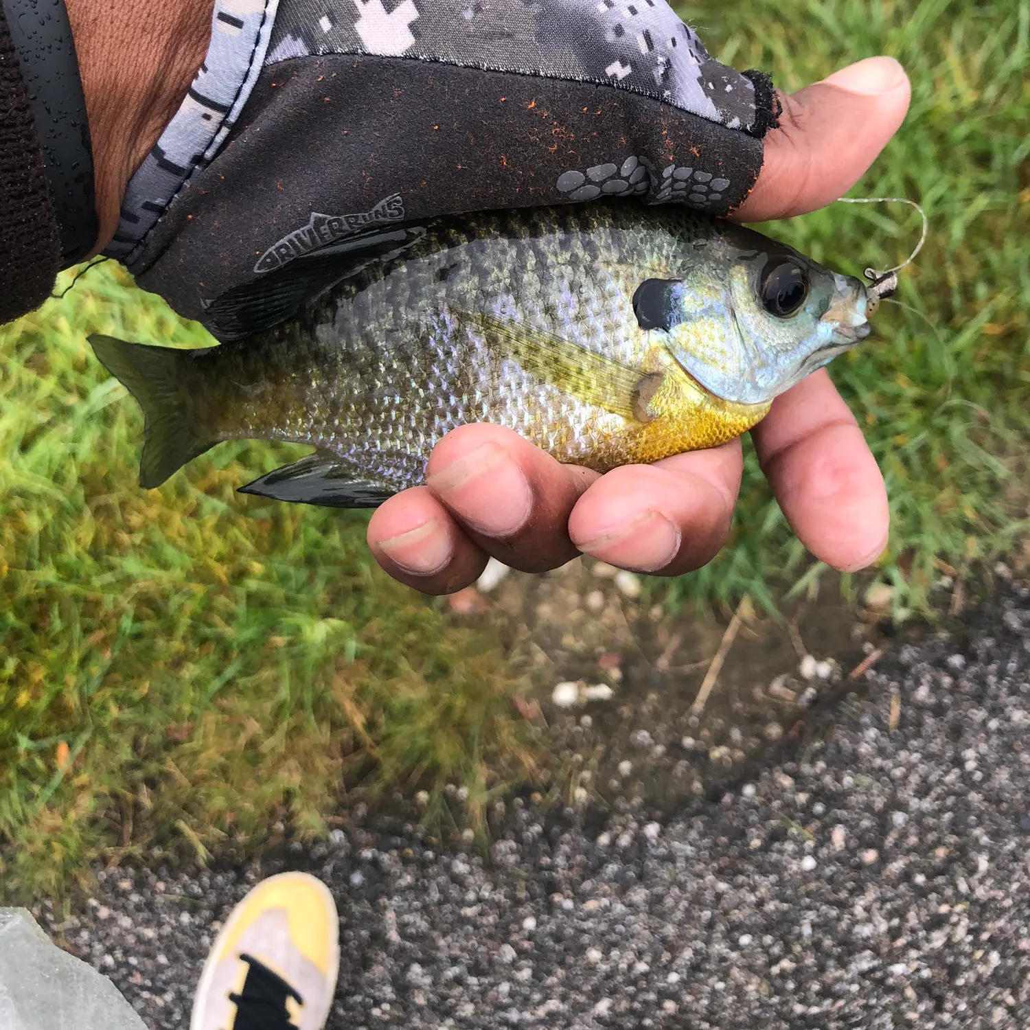 Bluegill caught on Fishbrain