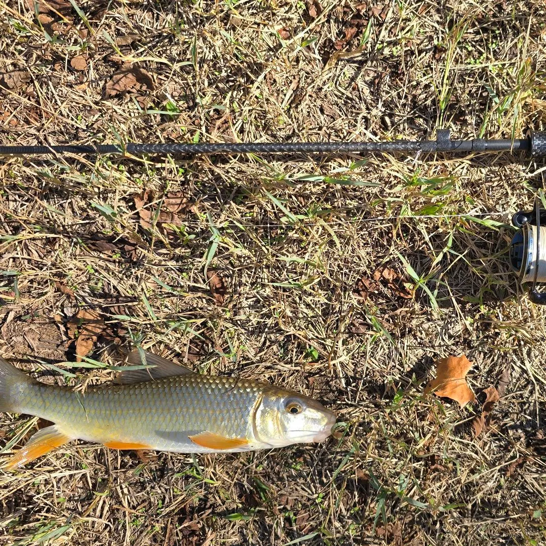 The most recent Golden redhorse catches on Fishbrain