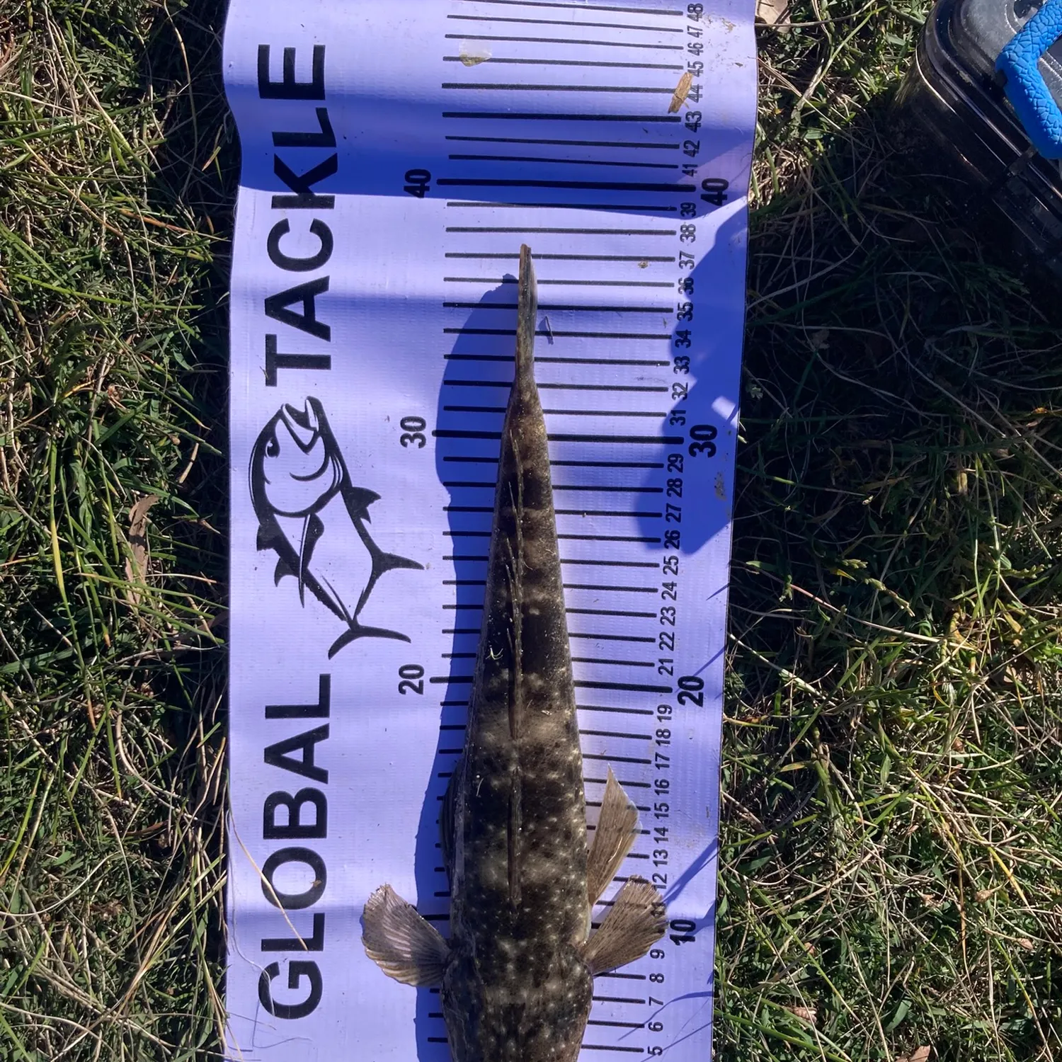 Dusky flathead caught on Fishbrain