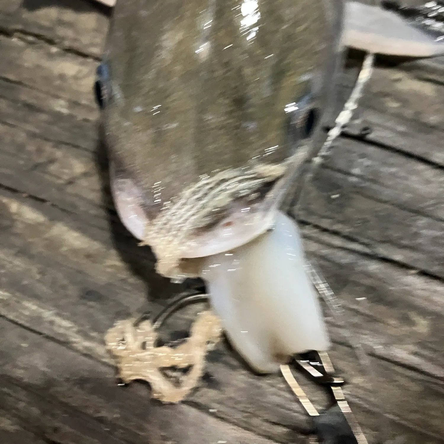 Hardhead sea catfish caught on Fishbrain