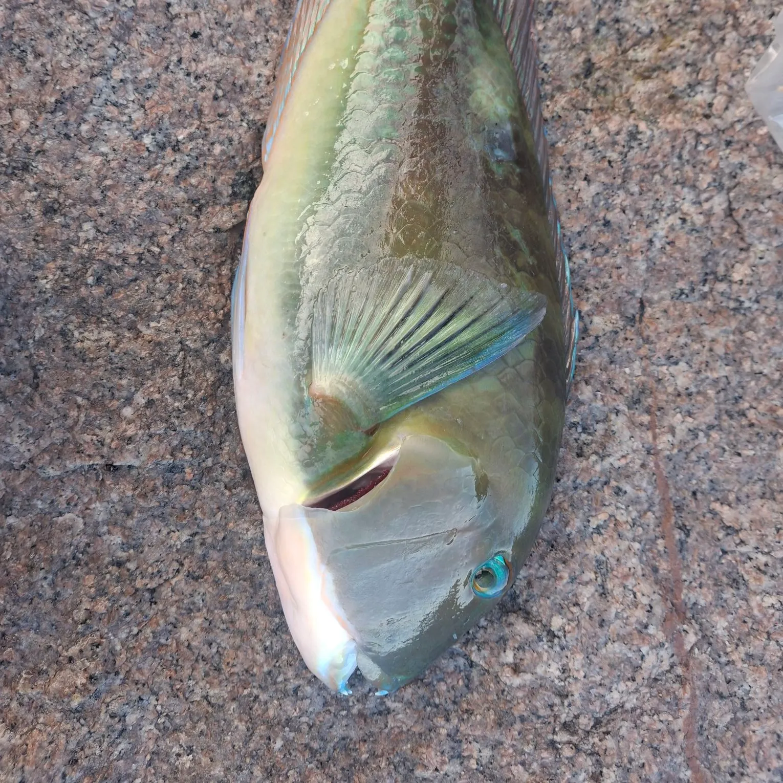 The most recent Stoplight parrotfish catches on Fishbrain